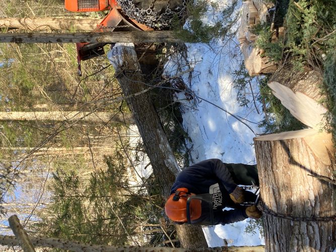 Ivan Ainsworth cuts a log from a sugar maple tree during the winter harvest. 