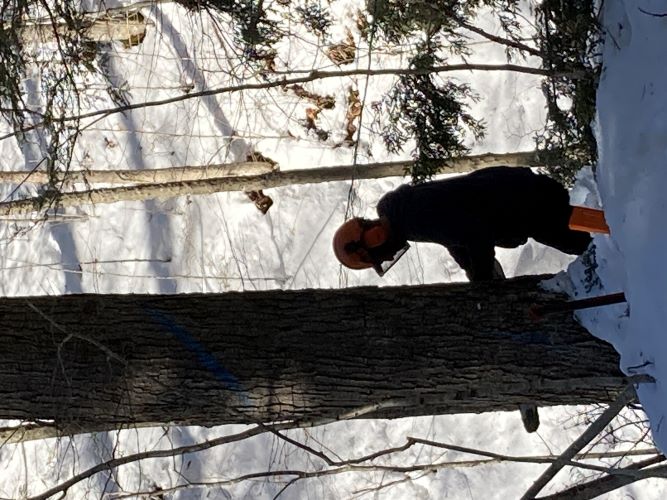 Ivan Ainsworth cuts down a tree during the winter timber harvest.