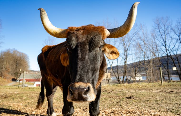Retreat Farm, Carlos the Ox