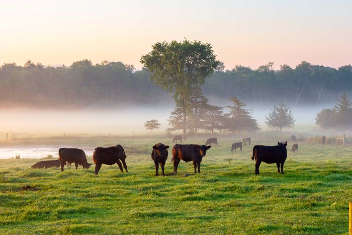 Reservoir Cows. Bill Driscoll