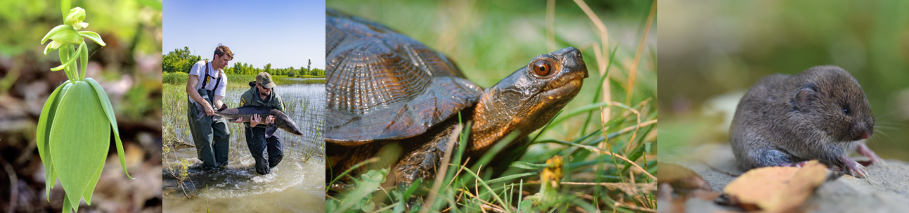 Conservation plan for lemmings, orchids, sturgeon and more species open for public comment
