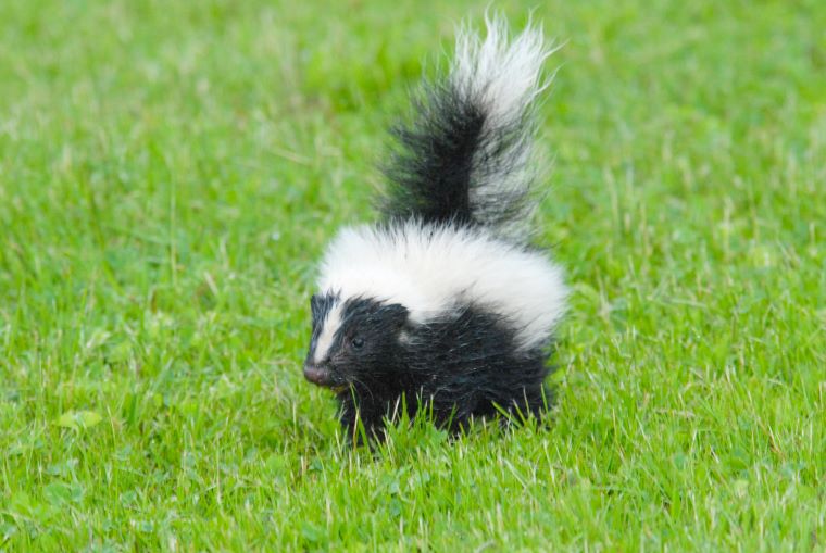 VTF&W photo: Picking up young wildlife can do more harm than good, according to the Vermont Fish and Wildlife Department.
