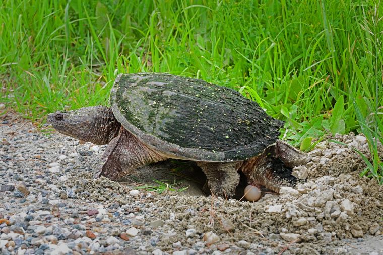 VTF&W photo by Dale Cockrell of a nesting snapping turtle in Shelburne