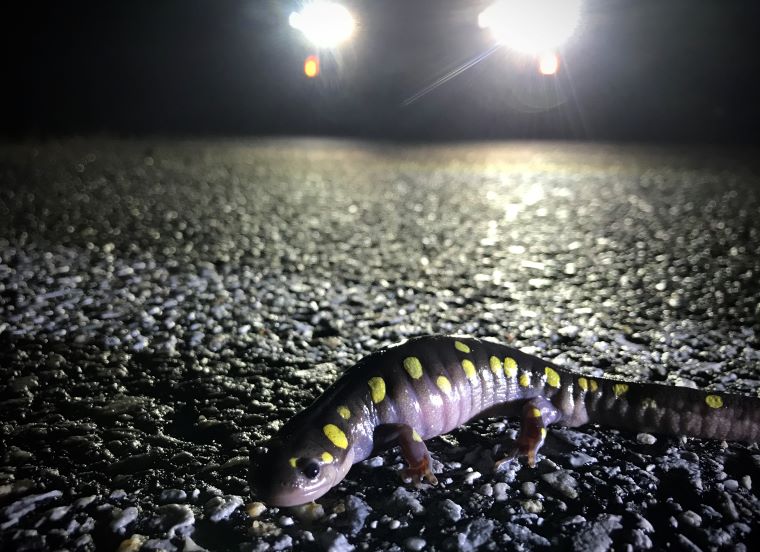 Spotted Salamander, Clarendon, VT.