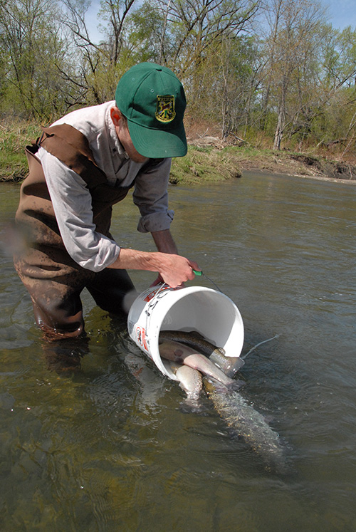 Photo: Trophy trout like these are being stocked this spring in eight Vermont river sections and 25 lakes and ponds. VTF&W photo by John Hall.