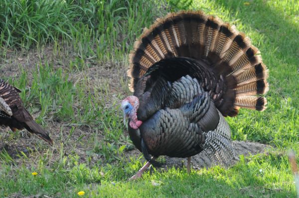 Learn to hunt wild turkeys with VT Fish & Wildlife