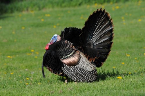 Turkey gobbler. F&W photo.