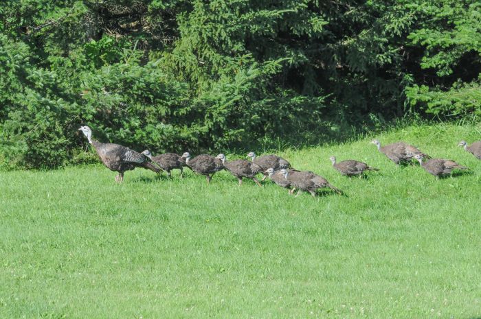 Vermont turkey brood survey in July and August