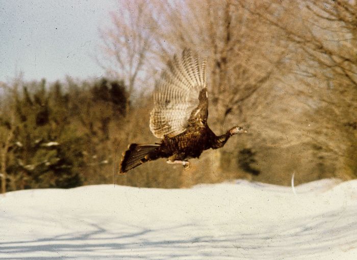 Vermont’s restoration of wild turkeys to be celebrated April 18 in Pawlet