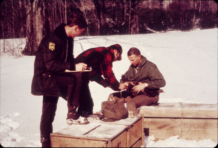 Vermont’s restoration of wild turkeys to be celebrated April 18 in Pawlet