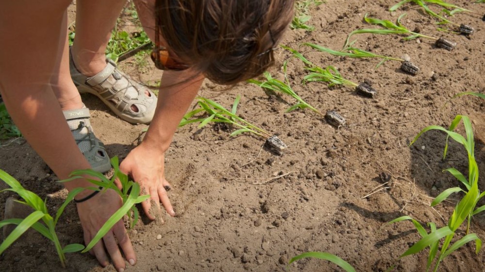 Food insecurity and home and wild food production (HWFP) – gardening, hunting, fishing, foraging, and having “backyard” poultry or livestock – increased significantly during the COVID-19 pandemic.