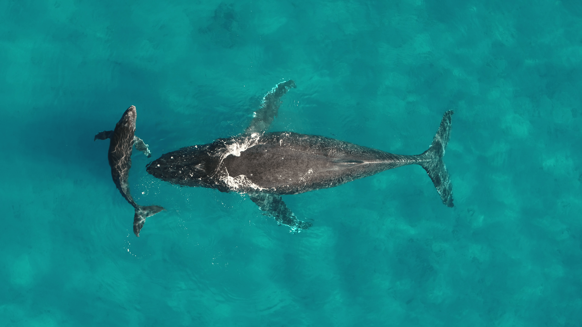 UVM whale photo: Martin van Aswegan