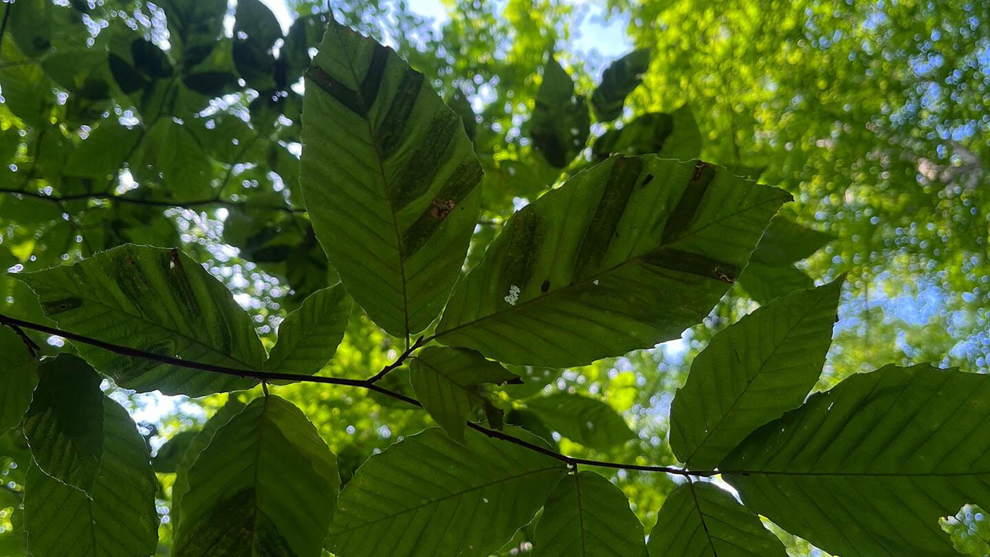 Tracking a new forest pathogen. Beech trees. UVM photo.