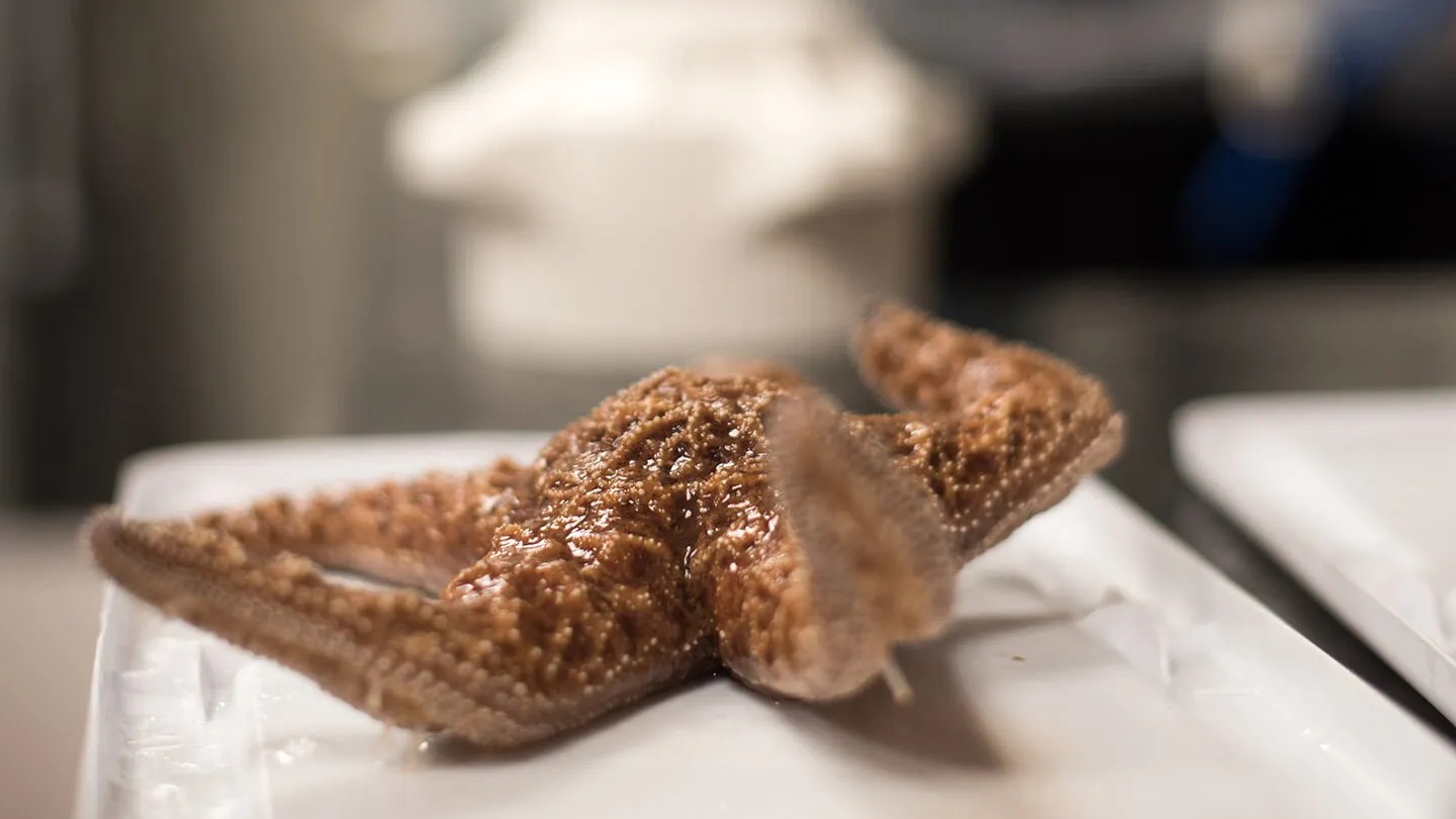 UVM scientists offer new clues in fight against disease devastating sea stars