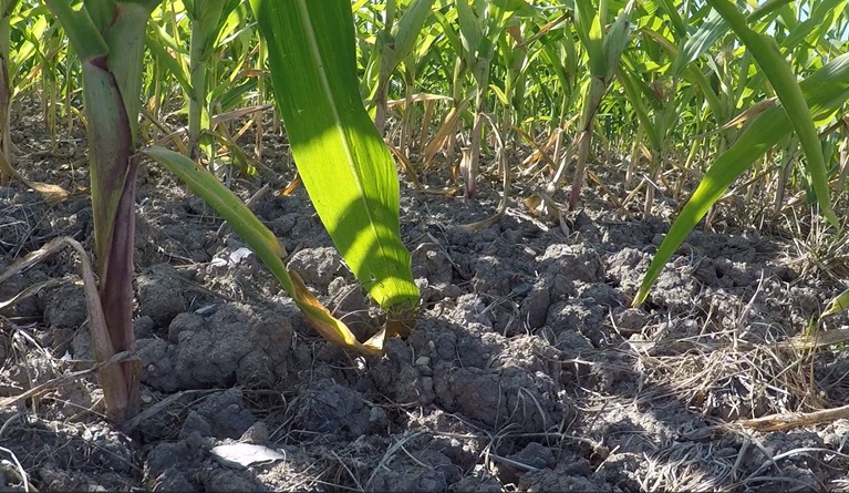 2025 Vermont Agriculture Drought Impact Survey released