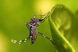 Mosquito. Orleans County horse tests positive for Eastern Equine Encephalitis