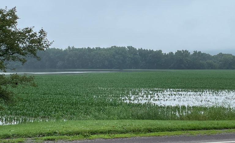 Second straight summer farmers experiencing significant losses. VAAFM photos.