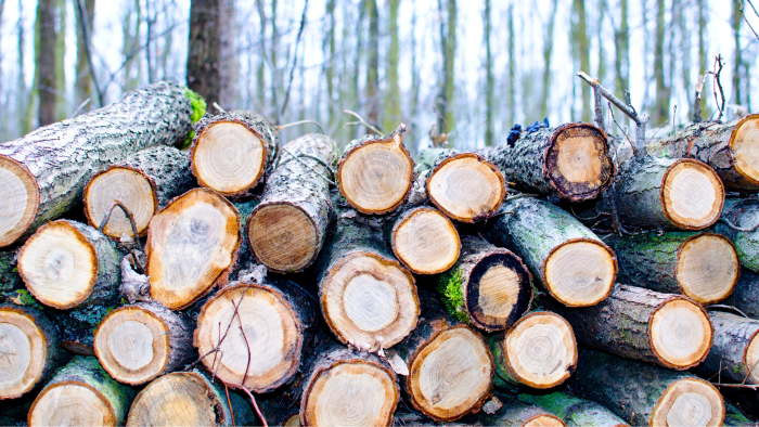 VAAFM logs stacked wood dec 2021