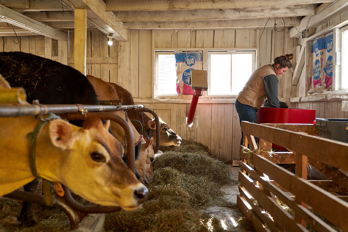 Rolling Bale Farm cows.