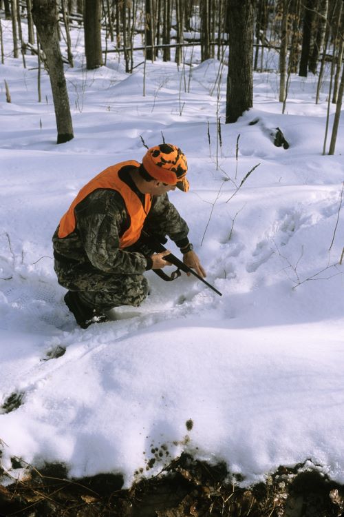 Fish & Wildlife asks deer hunters to report wildlife sightings