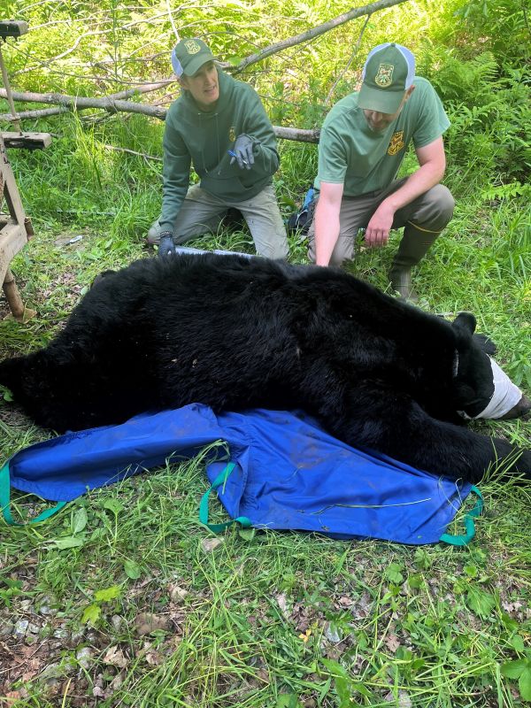 Biologists take measurements from a black bear captured and released during fieldwork for Vermont’s new bear reproduction study (Vermont Fish & Wildlife Department).