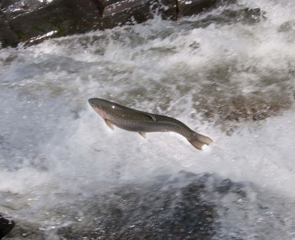 Willoughby steelhead rainbow trout will be jumping