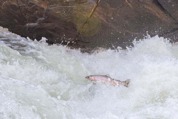 A steelhead rainbow trout leaps upstream in Willoughby Falls outside Orleans village on its annual migration to spawning grounds. 