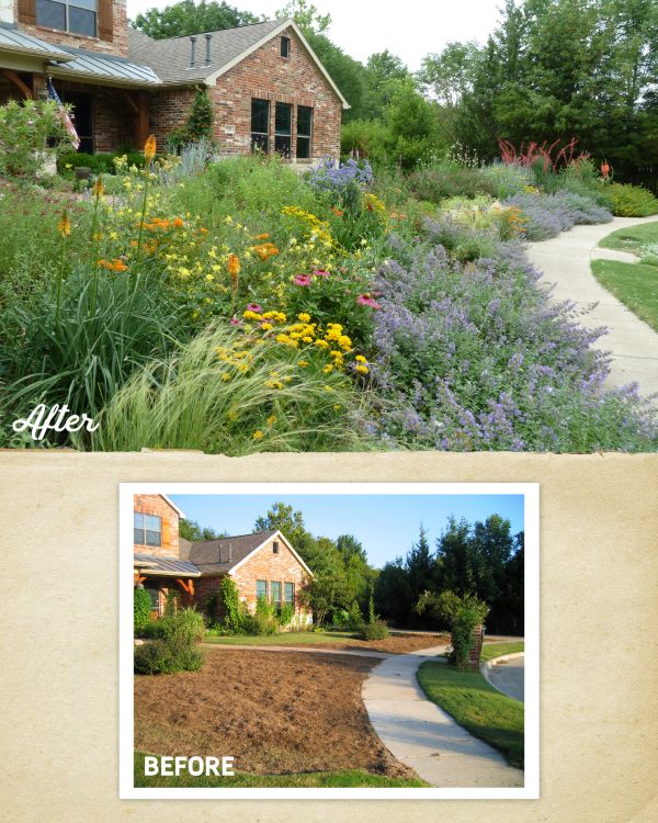 This front yard’s sustainable makeover replaced turf with pollinator-friendly plants—no mowing, less water, and more beauty. 