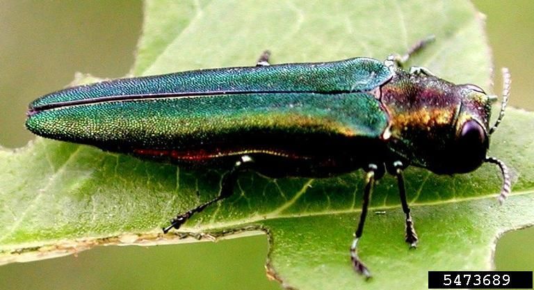 Emerald Ash Borer (EAB)