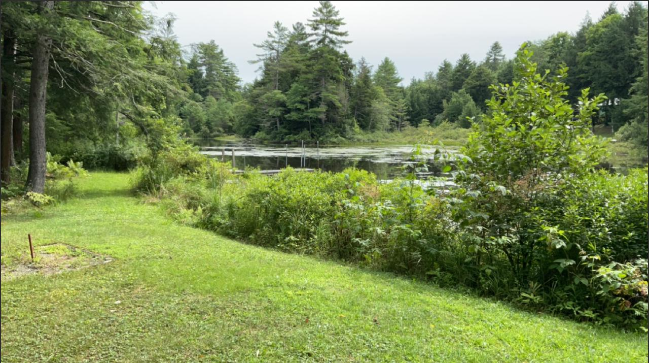 A revegetated lakefront at Halls Lake in Newbury, Vermont.