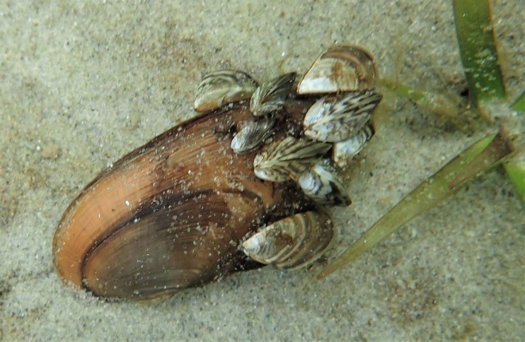 Zebra Mussels growing on a native mussel. 