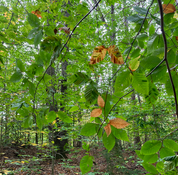 Symptoms of beech leaf disease on American beech. Vermont FPR