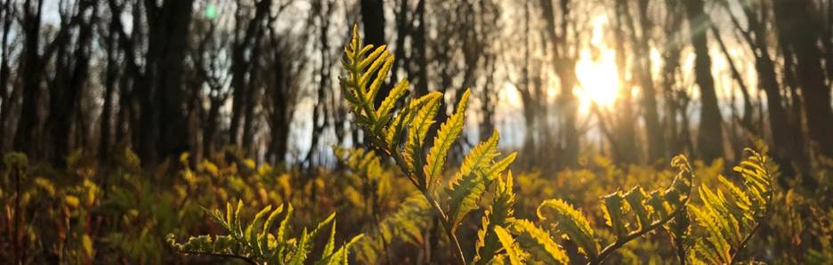 A Silver Maple-Sensitive Fern Floodplain Forest wetland in Burlington, Vermont