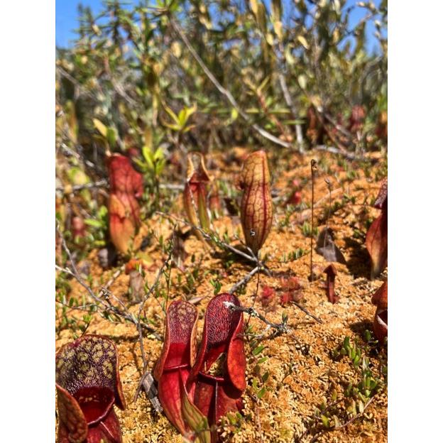 Pitcher plants flourishing in a peatland wetland in Victory, Vermont.