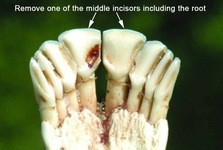 VTF&W photo  Hunters who get a deer during the November 15-30 regular deer season are asked to provide an incisor tooth from their deer.