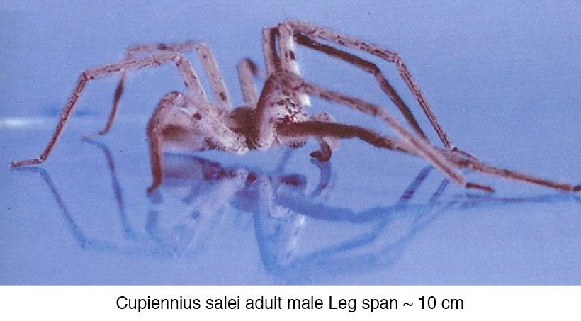 Saint Michael’s College is looking to spiders for Alzheimer's research