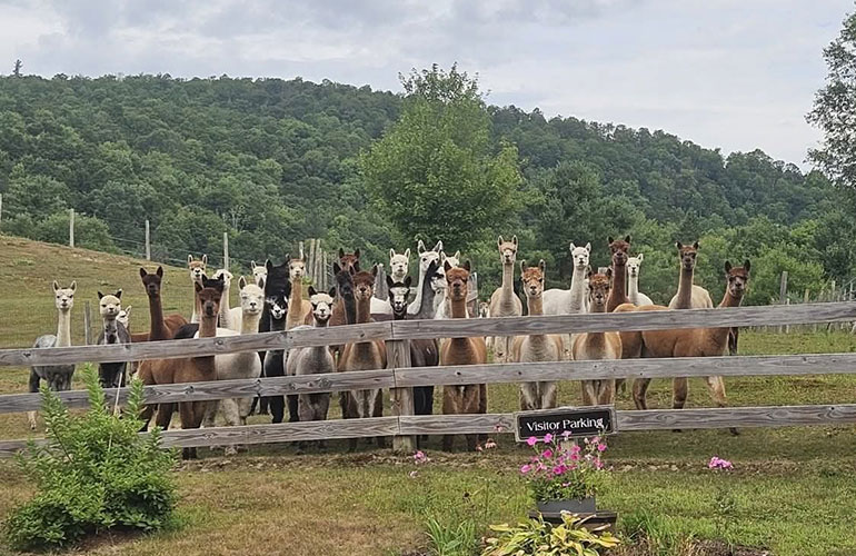 Photo: Coventry Falls Alpaca Farm and Peaceful Path. Courtesy photo.